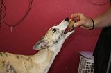 WHIPPET - RECOMPENSE 167